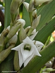 Angraecum bracteosum.orchidaceae;endémique Réunion .P1006315
