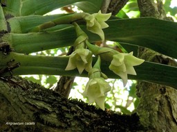 Angraecum cadetii .orchidaceae.indigène Réunion.P1006307