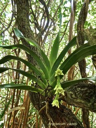 Angraecum cadetii.orchidaceae.indigène Réunion.P1006302