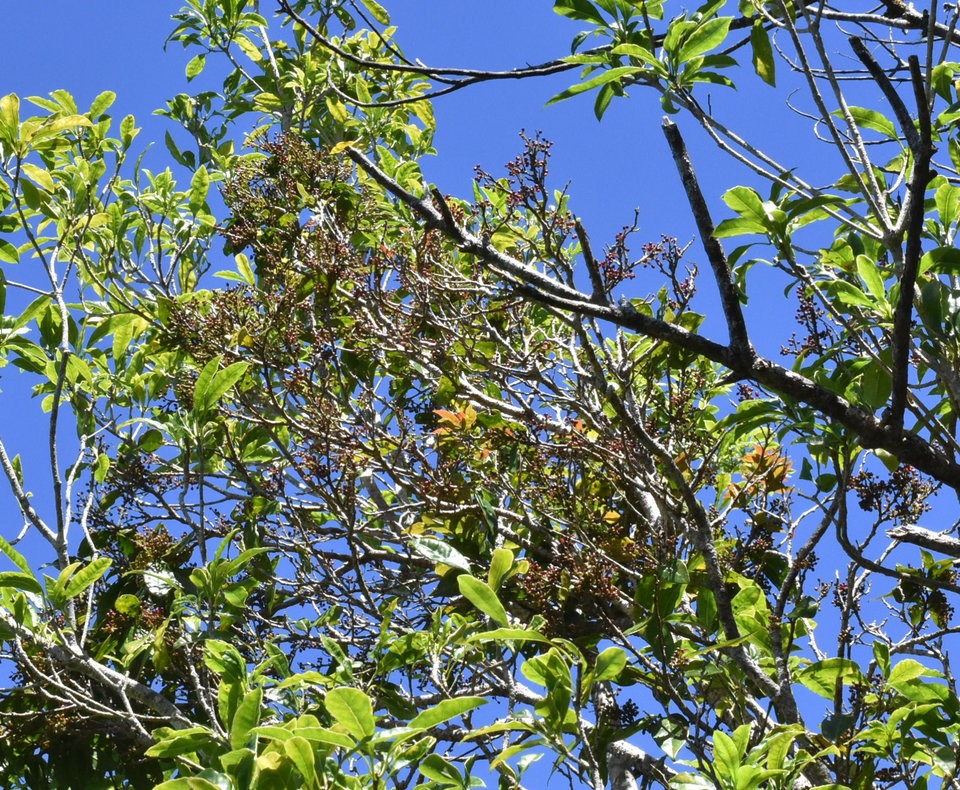 Antidesma madagascariense - Bois de cabri blanc - PHYLLANTHACEAE - Indigène Réunion