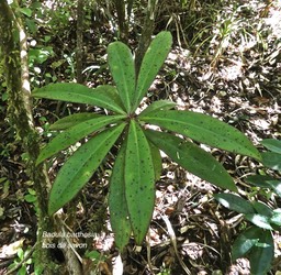 Badula barthesia .bois de savon.primulaceae. endémique Réunion.P1006357