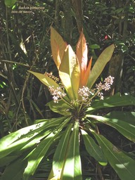 Badula borbonica . bois de savon.primulaceae.endémique Réunion.P1006162
