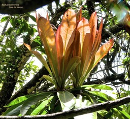 Badula borbonica .primulaceae.endémique Réunion.P1006456
