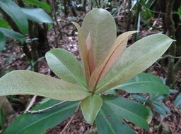 Badula grammisticta - Bois de savon - PRIMULACEAE - Endémique Réunion