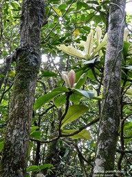 Badula grammisticta .bois de savon.primulaceae.endémique Réunion.P1006551