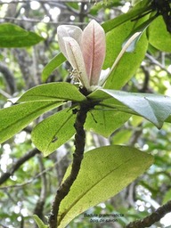Badula grammisticta .bois de savon .primulaceae. endémique Réunion.P1006552