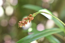 Bulbophyllum bernadetteae - EPIDENDROIDEAE - Endémique Réunion