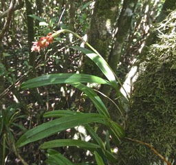 Bulbophyllum bernadetteae variante rouge.orchidaceae.P1006129