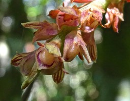 Bulbophyllum bernadetteae variante rouge .orchidaceae.P1006139