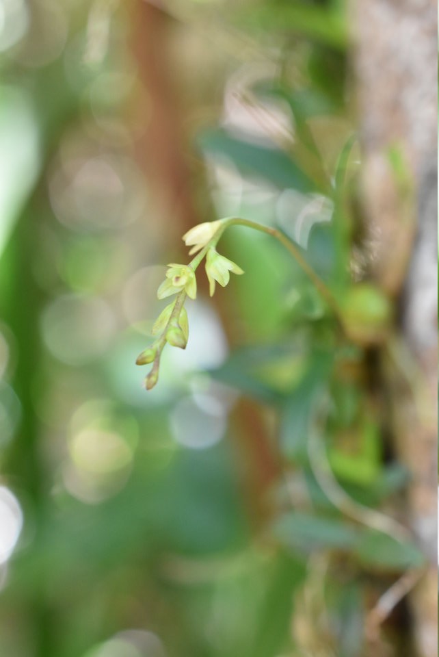 Bulbophyllum minutum - EPIDENDROIDEAE - Indigène Réunion.jpg