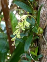 Bulbophyllum minutum ? (mascarenense ?? ) orchidaceae.P1006177