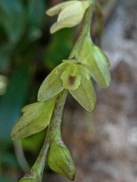 Bulbophyllum minutum? (mascarenense ?? ) orchidaceae.P1006167