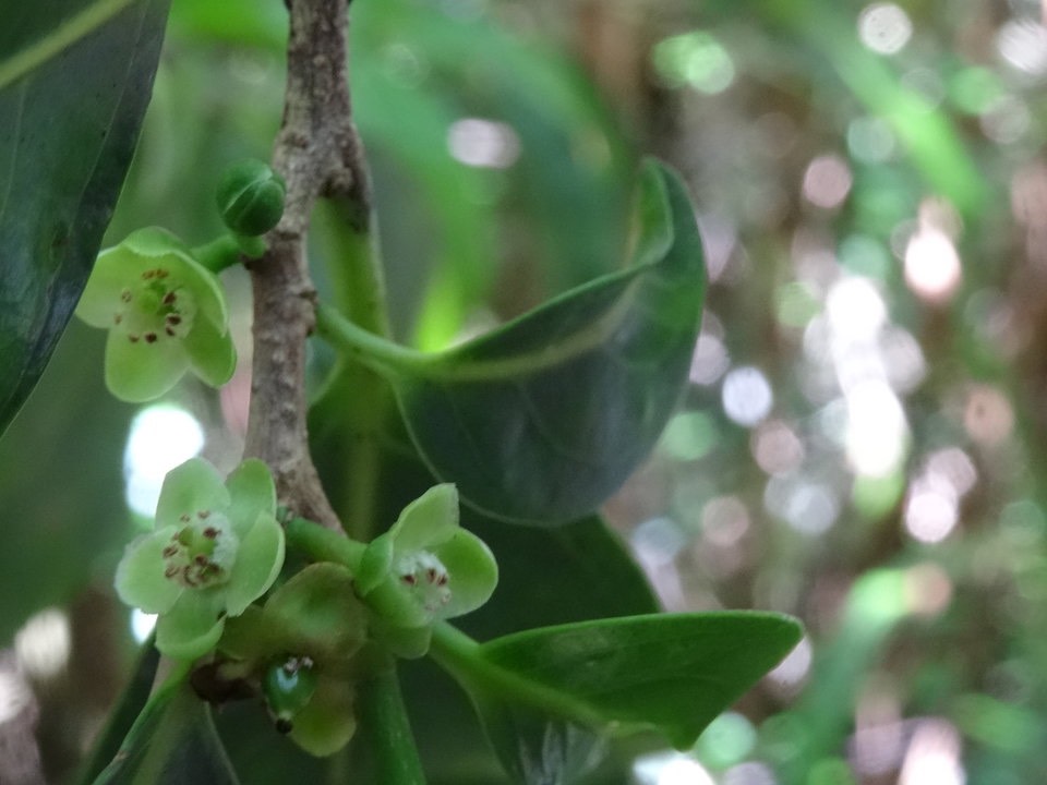 Casearia coriacea - Bois de cabri rouge (fleurs) FLACOURTIACEAE - Endémique Réunion, Maurice - DSC03361