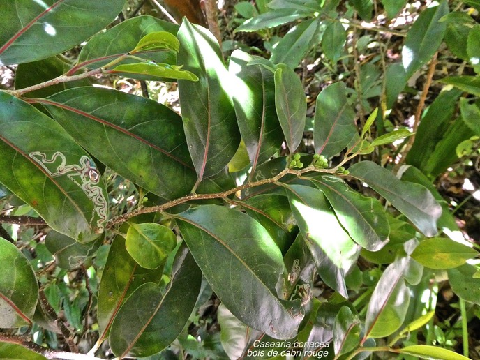 Casearia coriacea. bois de cabri rouge.salicaceae.endémique Réunion Maurice.P1006415