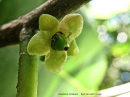 casearia coriacea.bois de cabri rouge.(fleur avec début de formation du fruit) salicaceae .endémique Réunion Maurice.P1006368