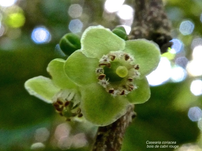 Casearia coriacea.bois de cabri rouge.(fleurs )salicaceae.endémique Réunion Maurice.P1006390