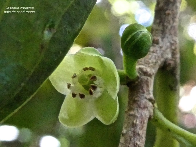 Casearia coriacea.bois de cabri rouge.salicaceae.endémique Réunion Maurice.P1006383
