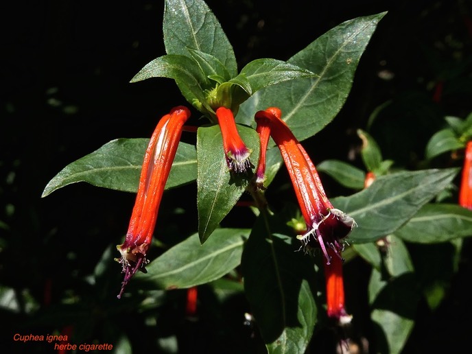 Cuphea ignea.herbe cigarette.lythraceae.espèce envahissante.P1006108