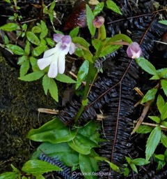 Cynorkis fastigiata .orchidaceae.indigène Réunion.P1006078