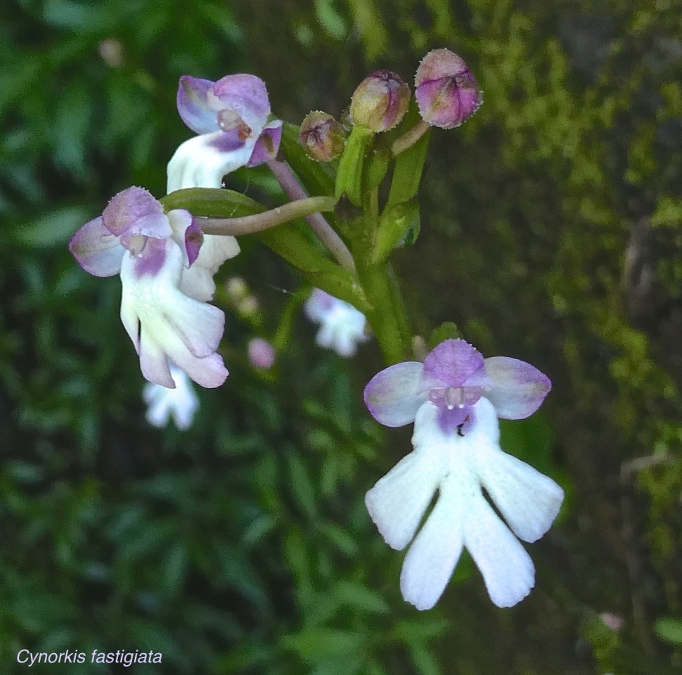 Cynorkis fastigiata.orchidaceae.indigène Réunion.P1006104