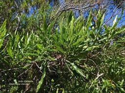 Dodonaea viscosa. bois d'arnette.bois de reinette.sapindaceae.indigène Réunion.P1006105