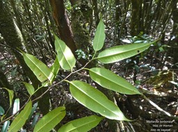 Maillardia borbonica .bois de maman.bois de sagaye.(face inférieure des feuilles )moraceae.endémique Réunion.P1006495