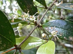 Meemecylon confusum .bois de balai.(inflorescencess opposées aux noeuds de la tige)melastomataceae.endémique Réunion.P1006576