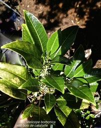 Melicope borbonica .petit bois de catafaille.rutaceae.endémique Réunion.P1006260 2