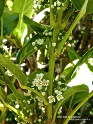 Melicope borbonica.petit bois de catafaille.rutaceae.endémique Réunion.P1006257