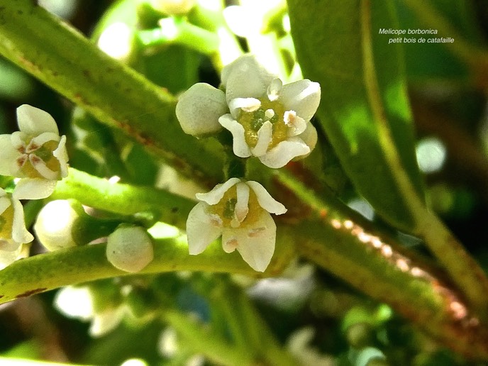 Melicope borbonica.petit bois de catafaille.rutaceae.endémique Réunion.P1006252