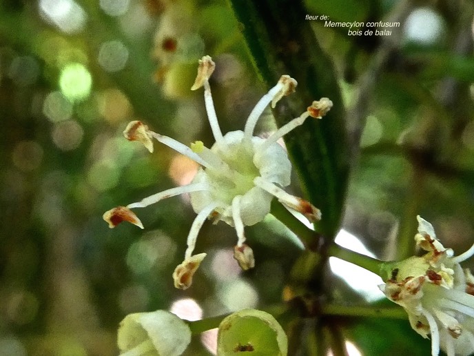 Memecylon confusum .bois de balai.(fleur) melastomataceae.endémique Réunion.P1006568