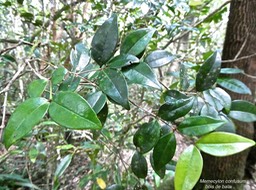 Memecylon confusum.bois de balai.melastomataceae.endémique Réunion.P1006535