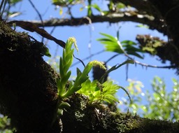 Oberonia disticha - EPIDENDROIDEAE - Indigène Réunion - 