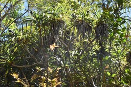 Pandanus sylvestris - Petit vacoa - PANDANACEAE - Endémique Réunion
