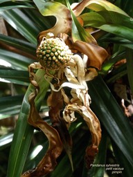 Pandanus sylvestris .petit vacoua.(pied femelle début de formation du “fruit“.(syncarpe ).pandanaceae.endémique Réunion.P1006524