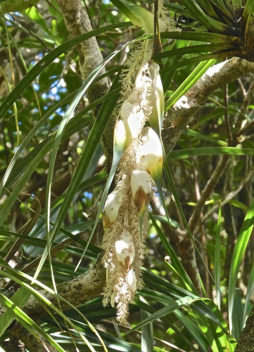 Pandanus sylvestris.petit vacoua.pimpin.(inflorescence mâle.)pandanaceae.endémique Réunion .P1006547