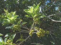 Pittosporum senacia subsp senacia .bois de joli coeur des bas.pittosporaceae.endémique Réunion Maurice.P1006110