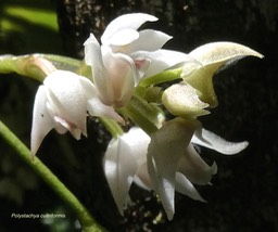 Polystachya cultriformis .orchidaceae.indigène Réunion.P1006213