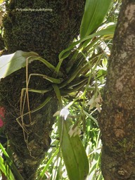 Polystachya cultriformis .orchidaceae.indigène Réunion.P1006209