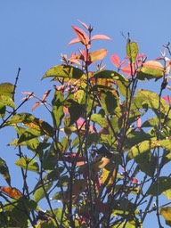 Syzygium cymosum.bois de pomme .myrtaceae.endémique Réunion Maurice.P1006289