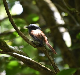 Terpsiphone boubonnensis - Oiseau La Vierge - MONARCHIDAE - Endémique Réunion - MB2_0903b