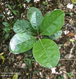Turraea thouarsiana.Bois de quivi.meliaceae.endémique Réunion Maurice.P1006491