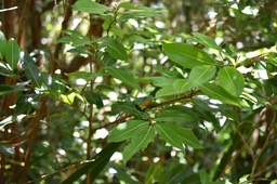Xilopia richardii - Bois de banane - ANNONACEAE - Endémique Réunion, Maurice - MB2_0860