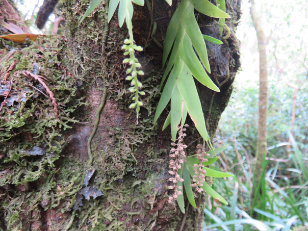 10 Oberonia disticha - Orchidacée - I