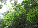 13 ??? Ficus lateriflora  - Ficus Blanc  - MORACEAE - Endémique de la Réunion et de Maurice