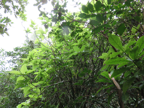13 ??? Ficus lateriflora  - Ficus Blanc  - MORACEAE - Endémique de la Réunion et de Maurice