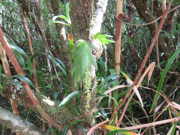 22 Oberonia disticha - Orchidacée - I