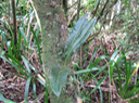 25 ??? Elaphoglossum splendens (Bory ex Willd.) Brack. - - Dryopteridaceae - Endémique La Réunion et Maurice