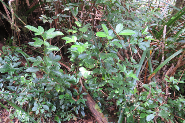 27 Melicope borbonica OU Euodia borbonica- Petit catafaille - Rutacée JUVENILE (trifoliolé)