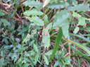 33 Syzygium cymosum - Bois de pomme rouge - Myrtacée - B  Feuilles simples, opposées, entières, avec un pétiole rouge